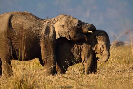 Exploring the Wilderness: Discover Jim Corbett National Park with Our Travel Agency